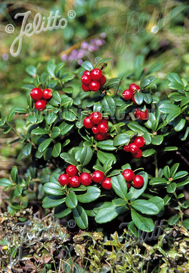 VACCINIUM vitis idaea, Brusnica obyčajná cca.50 semien